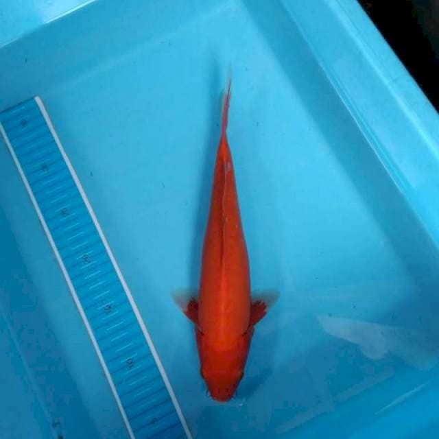 Benigoi