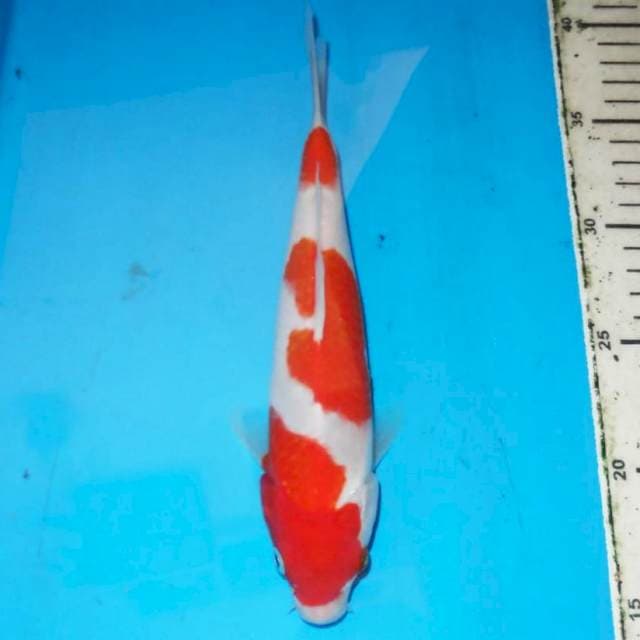 25cm KOHAKU