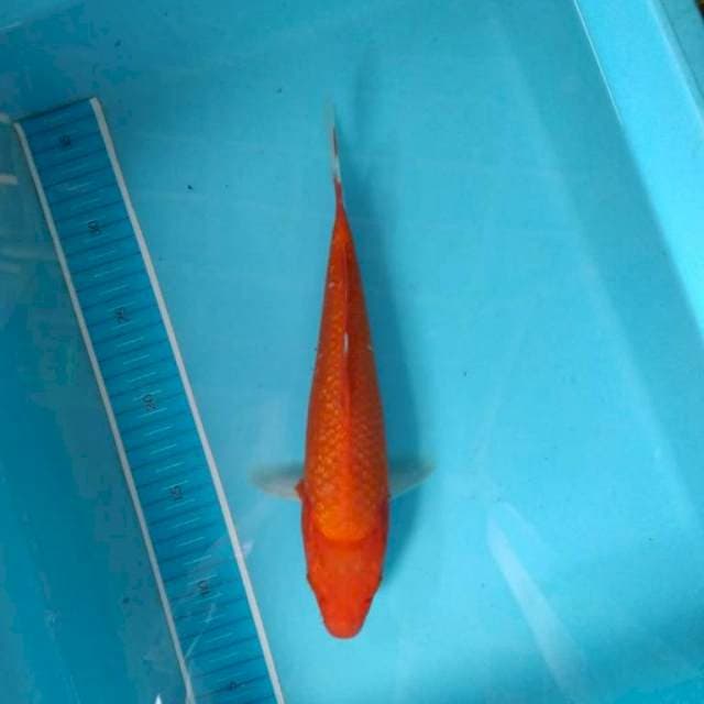 Benigoi ginrin 27 cm