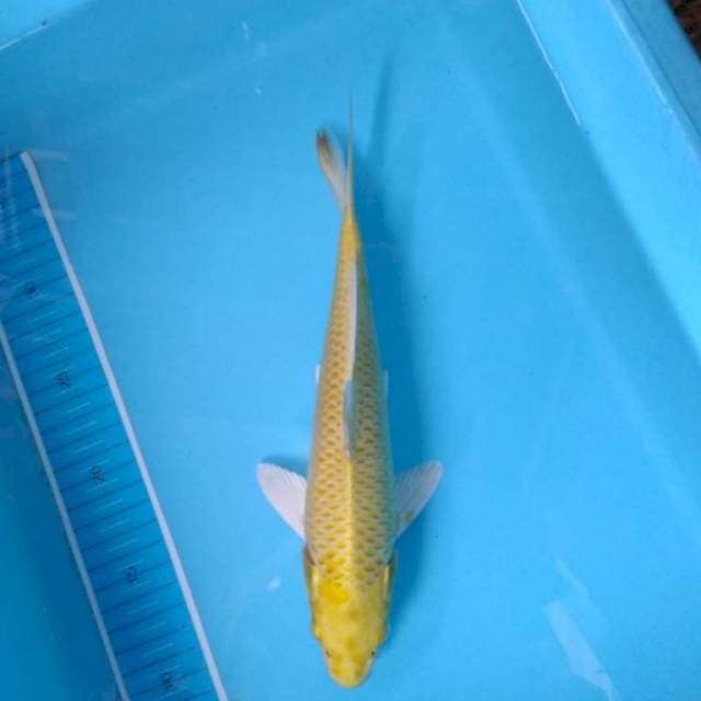 Yamabuki ogon