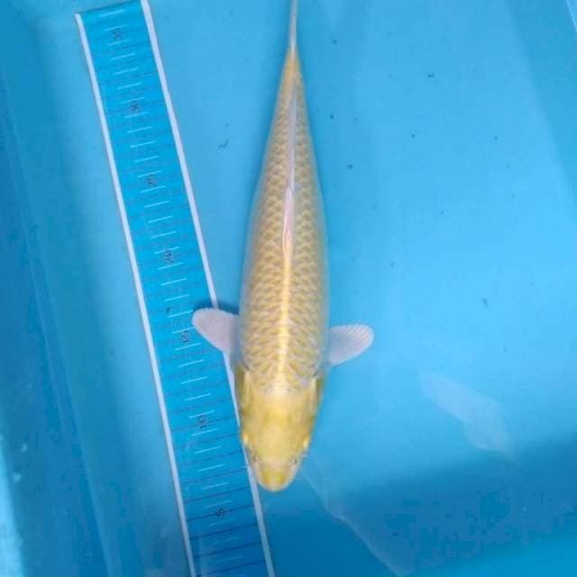 Yamabuki ogon