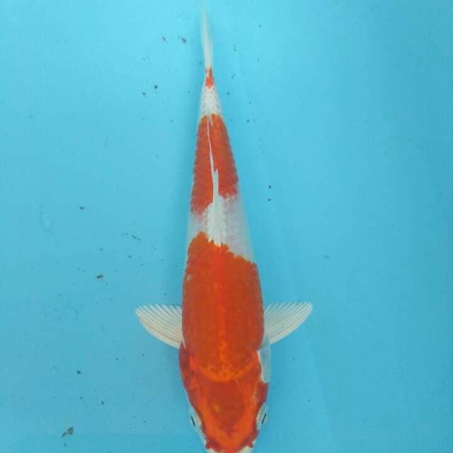 HI WAKE ORI 20CM