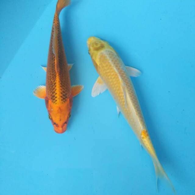 YAMATSU JRENG