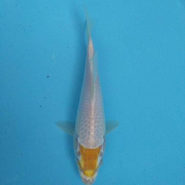 Super Tc Harmoni 25cm