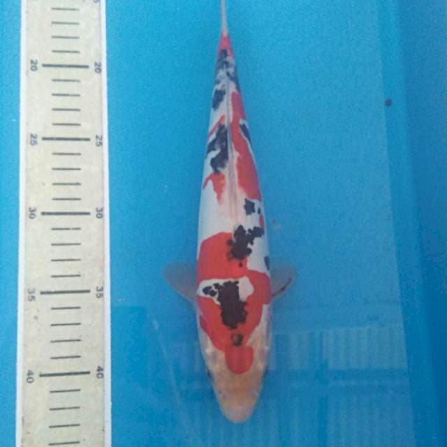 Sanke Doitsu, 30 cm