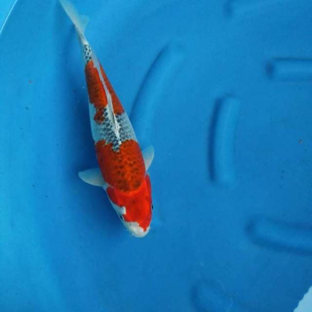 Goshiki male 39cm