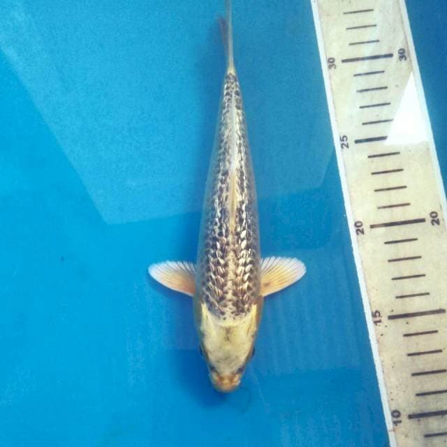Kin Ki Matsuba Ginrin, 21cm