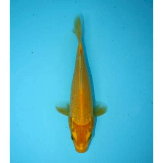 KIGOI 20 CM FEMALE