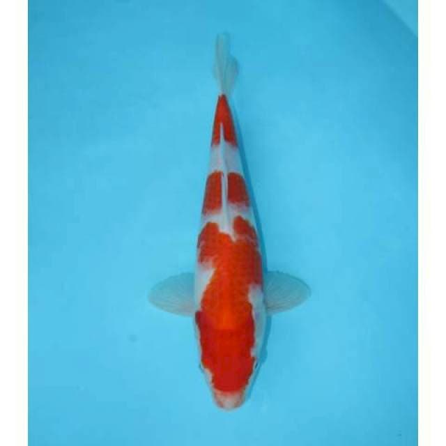 KOHAKU 33 CM