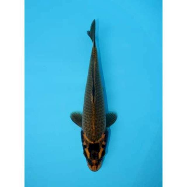 MUKASHI 22 CM FEMALE