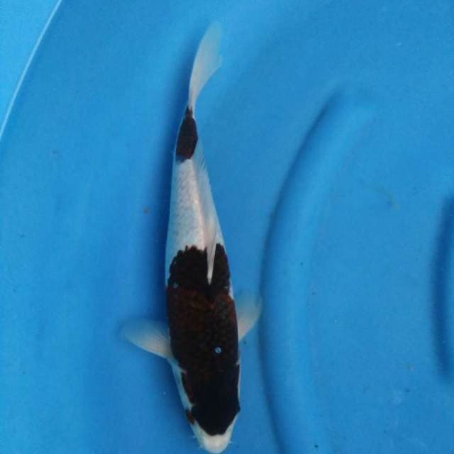 Budo/ anggur 36cm
