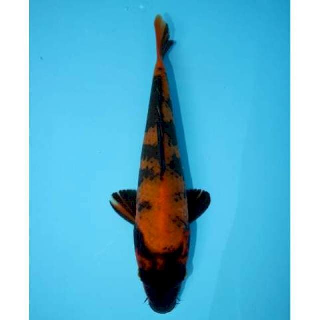 UTSURI 22 CM FEMALE