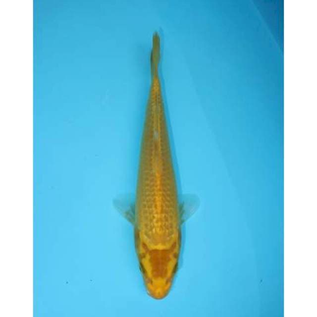 OGON 21 CM