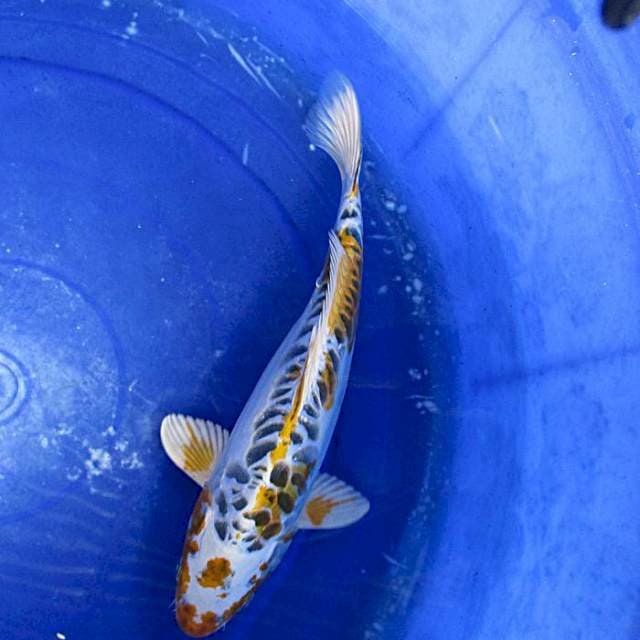 Macan Kemayoran ±35cm
