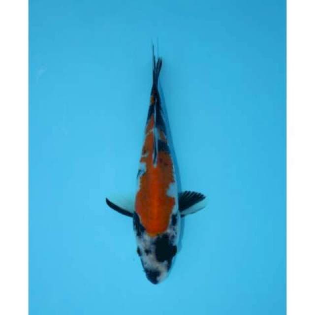 SHOWA F1 19 CM