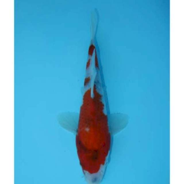TATEGOI SHOWA F1 20 CM