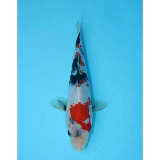 TATEGOI SHOWA F1 21 CM