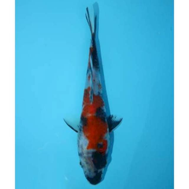 SHOWA F1 16 CM