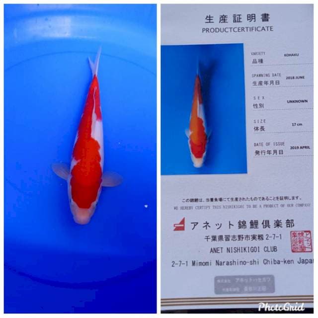 Kohaku import serty anetto