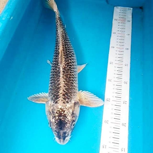 Kawari 43cm