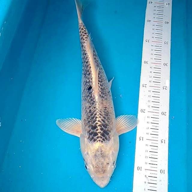 Kawari 40cm