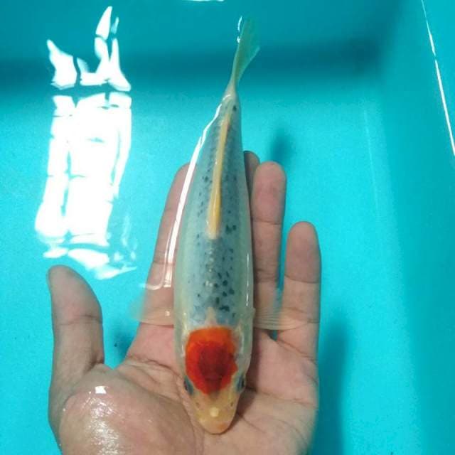 Tancho gosiki*16cm