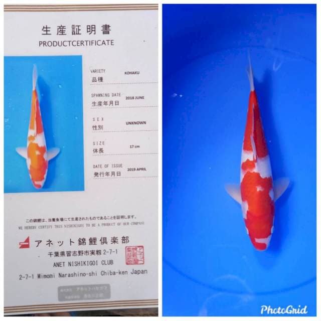 Kohaku jumbo anetto