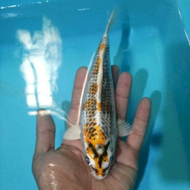 Kujaku*17cm