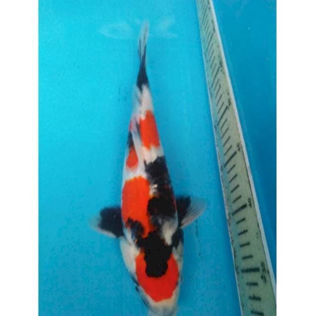 Showa maruten 31cm