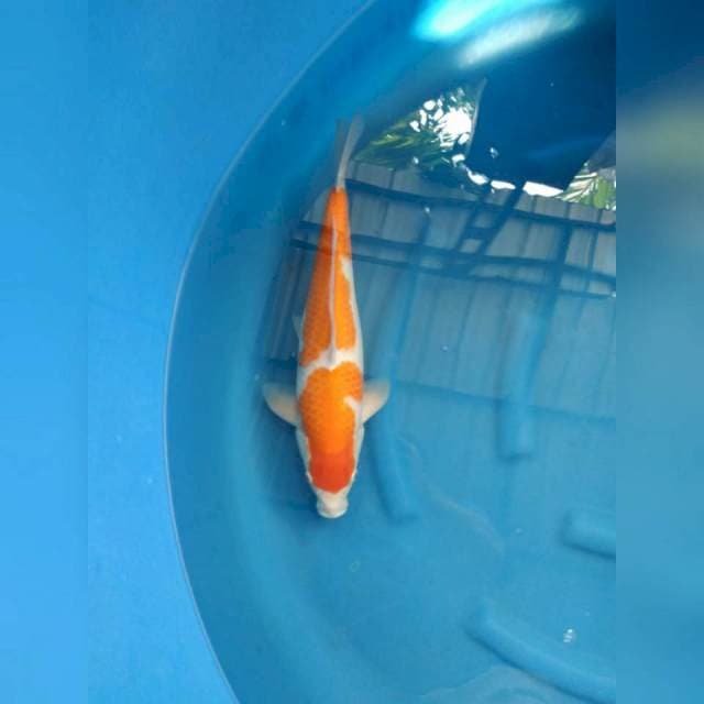 Kohaku juara