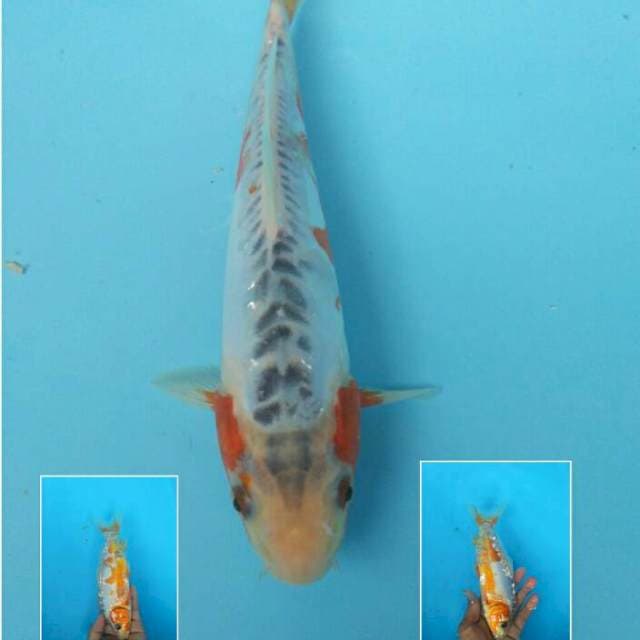 Super Shusui 25bu