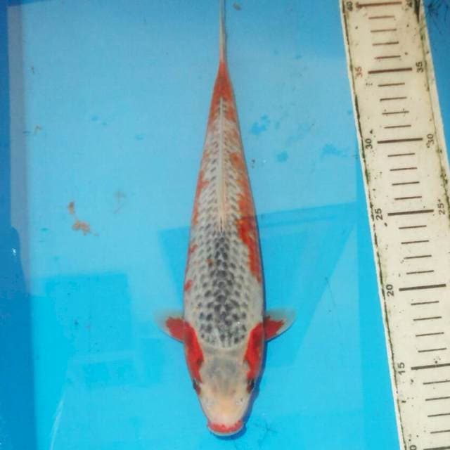 30cm F1 HI ASAGI