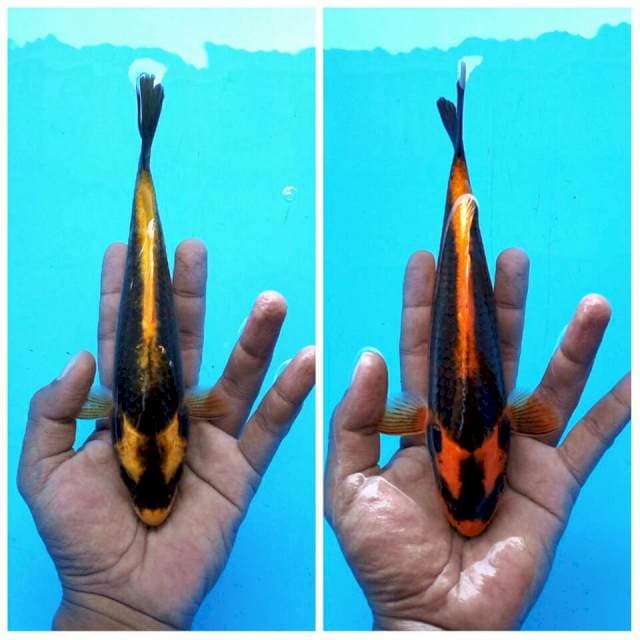 Duo Kabuto ± 24cm