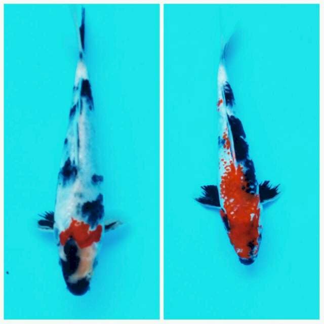 Duo Showa Indonesia ± 26cm