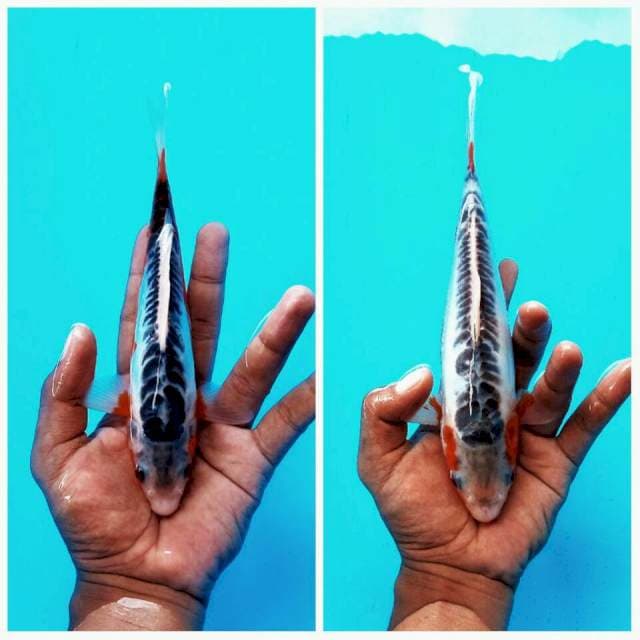 Duo shusui ± 22cm