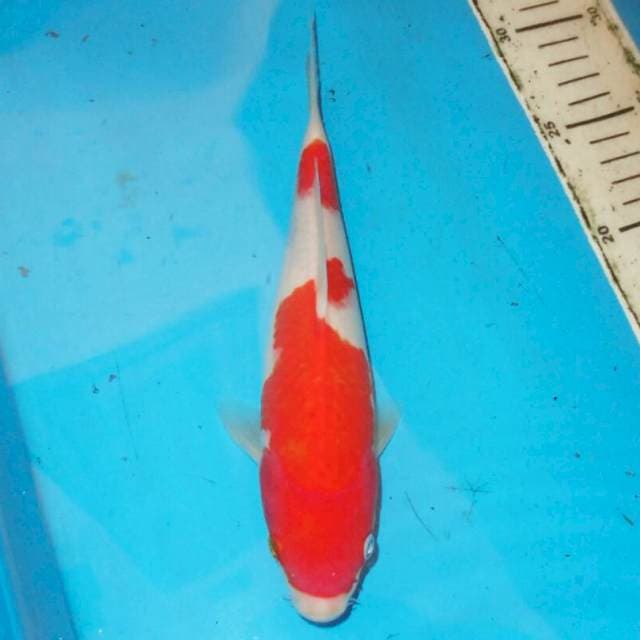 Kohaku