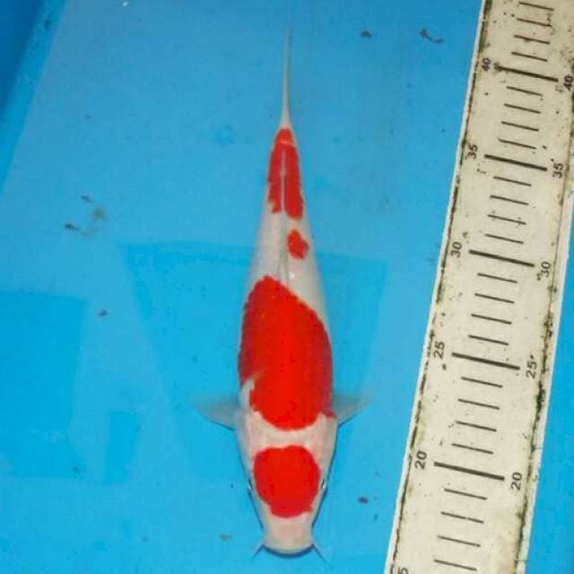 Maruten kohaku