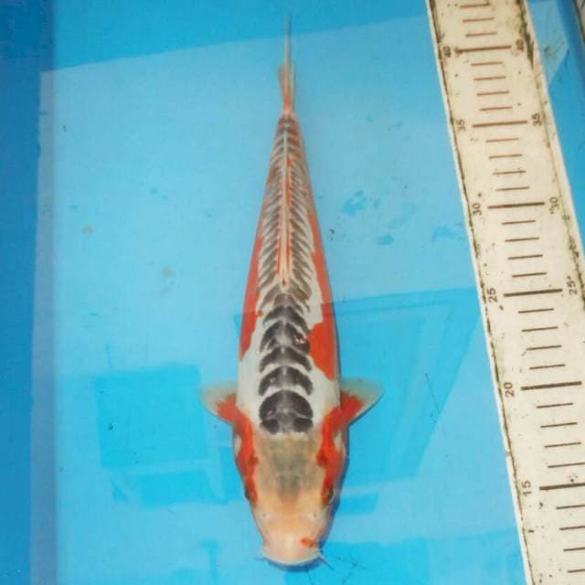 29cm F1 show quality shusui