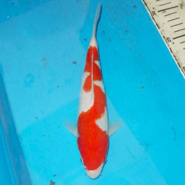 Kohaku