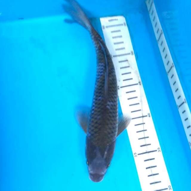Ochiba 27 cm