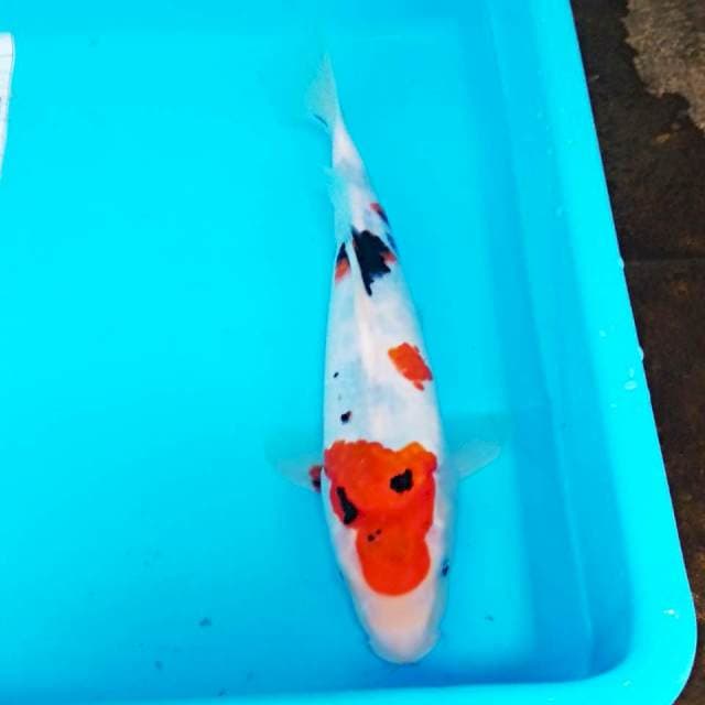 Sanke 27cm