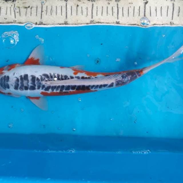 susui 39cm jantan