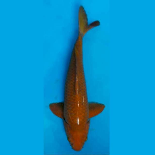 28cm Chagoi