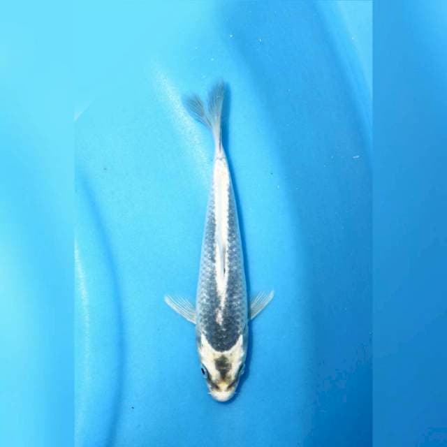 F1 kabuto