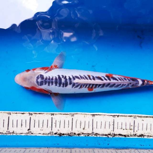 Susui 38cm jos