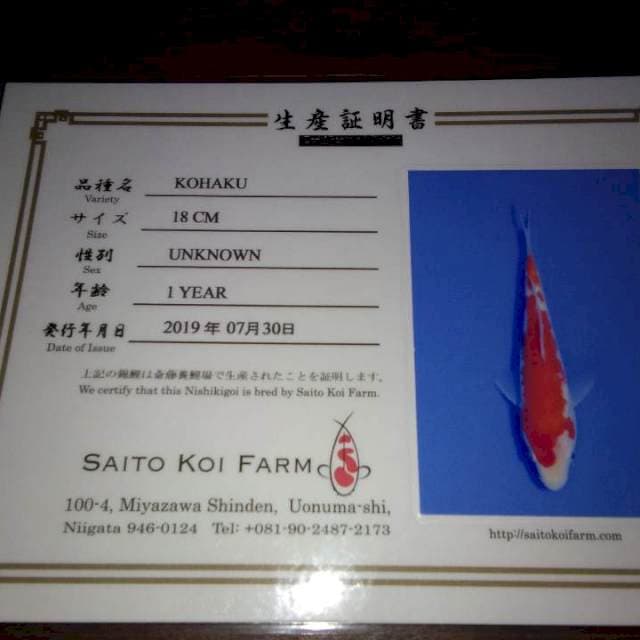 Kohaku (Saito) 18cm. Import dan Sertifikat