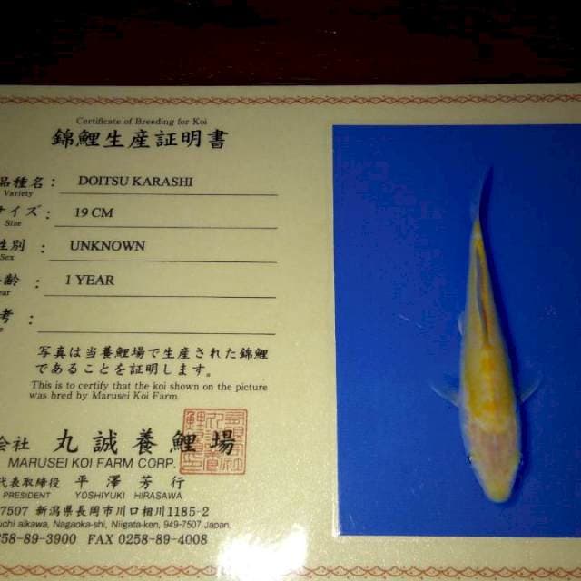 Doitsu Karashi (Marusei) 19cm. Import dan Sertifikat.
