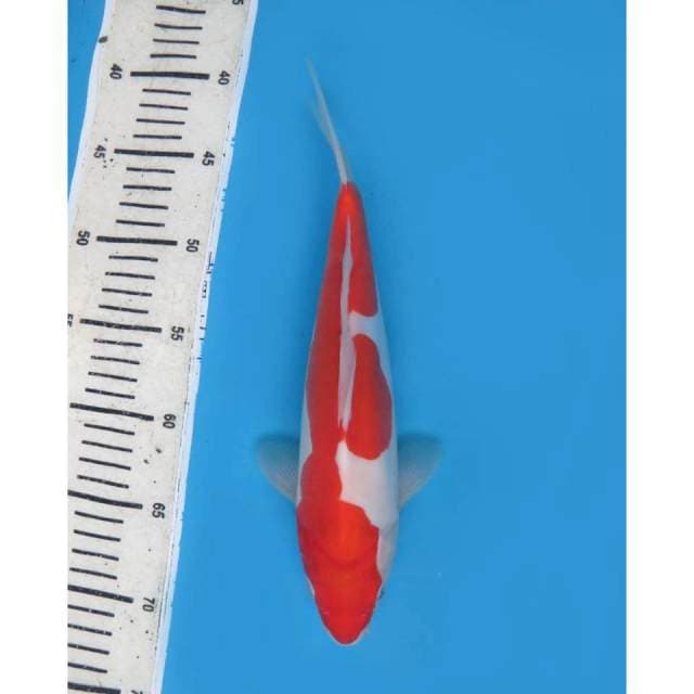 Omoyo Kohaku Doitsu Murni - 28cm