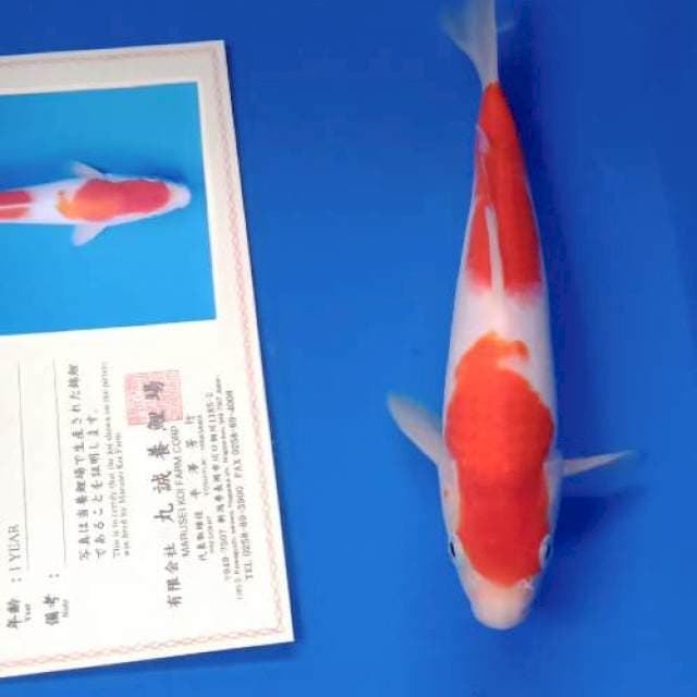 Kohaku marusei farm
