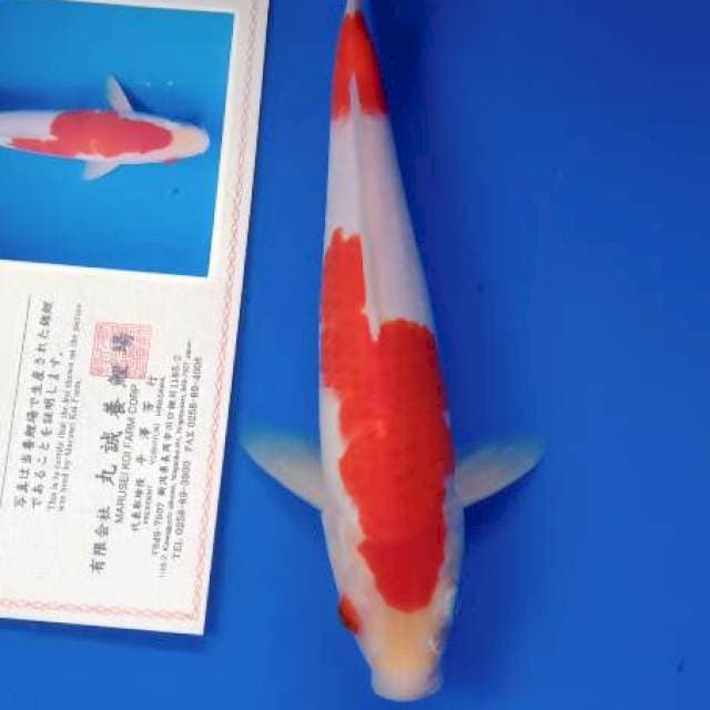 Kohaku marusei farm